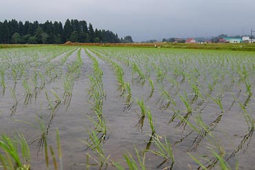 田植え後の魚沼米の田んぼ.jpg