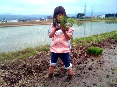 田植えのお手伝い