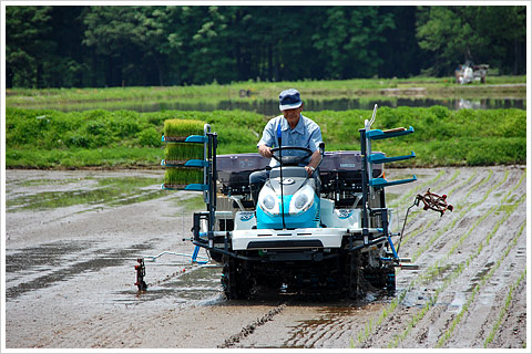 2012年魚沼産コシヒカリ田植え01