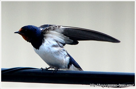 20100626_02.jpg